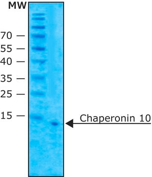 Chaperonin 10 from Escherichia coli &#8805;95.0% (SDS-PAGE), recombinant, expressed in E. coli overproducing strain, lyophilized powder