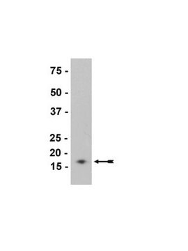 Anti-&#946;-Synuclein Antibody, clone Syn207 ascites fluid, clone Syn207, Upstate&#174;