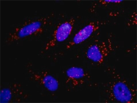 Anti-APPL1 antibody produced in rabbit purified immunoglobulin, buffered aqueous solution