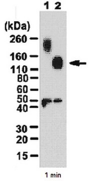 Anti-MDGA1 Antibody from rabbit, purified by affinity chromatography