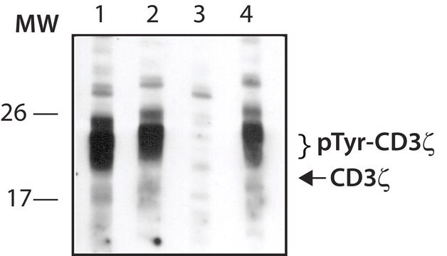 Anti-phospho-CD3&#950; (pTyr111) antibody produced in rabbit ~1.0&#160;mg/mL, affinity isolated antibody