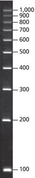 DirectLoad&#8482;PCR, 100&nbsp;bp 低レンジラダー ready-to-use marker for DNA electrophoresis