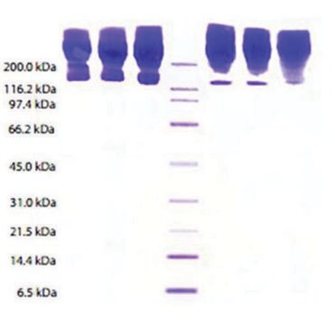 Apolipoprotein B from human plasma &#8805;95% (SDS-PAGE)