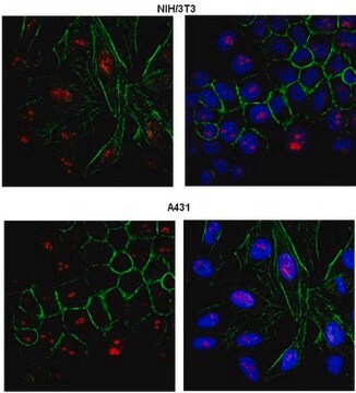 Anti-PRDM12 Antibody from rabbit, purified by affinity chromatography