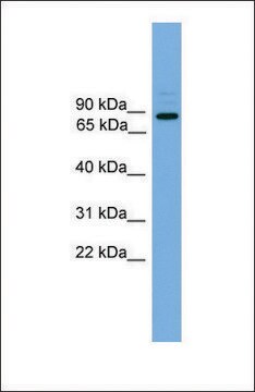 抗-ARHGEF19 兔抗 affinity isolated antibody