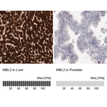 抗MBL2抗体 ウサギ宿主抗体 Prestige Antibodies&#174; Powered by Atlas Antibodies, affinity isolated antibody, buffered aqueous glycerol solution