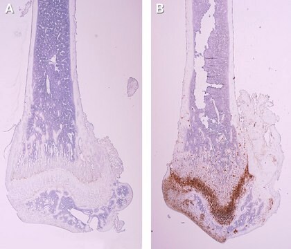 Anti-SNORC purified antibody, from rabbit