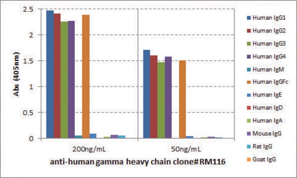 Anti-Human Gamma Heavy Chain-Biotin antibody, Rabbit monoclonal recombinant, expressed in HEK 293 cells, clone RM116, purified immunoglobulin