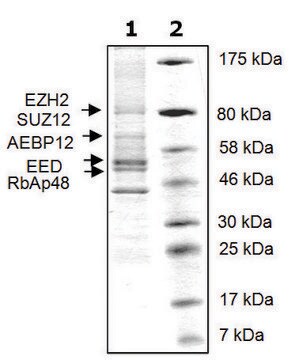 EZH2 /EED/SUZ12/RbAp48/AEBP2 human recombinant, expressed in baculovirus infected Sf9 cells, &#8805;56% (SDS-PAGE)