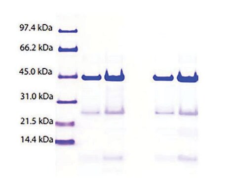 Apolipoprotein A-IV from human plasma &#8805;85% (SDS-PAGE)