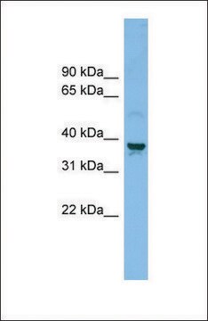 Anti-SLC30A3 antibody produced in rabbit affinity isolated antibody