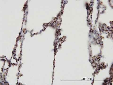 Monoclonal Anti-XAB2 antibody produced in mouse clone 1D1-1A9, purified immunoglobulin, buffered aqueous solution