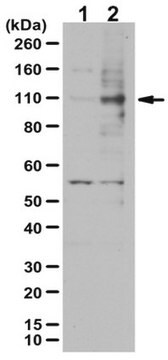 Anti-phospho SIRT1 (Ser682) Antibody from rabbit, purified by affinity chromatography