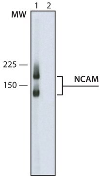 モノクロナール抗神経細胞接着分子 マウス宿主抗体 clone NCAM-0B11, ascites fluid