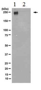 Anticorps anti-sous-unité B1 de l’ARN polymérase II (CTD phosphorylé sur Ser5), clone 3E8 culture supernatant, clone 3E8, from rat