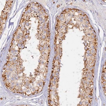 Anti-DONSON antibody produced in rabbit Prestige Antibodies&#174; Powered by Atlas Antibodies, affinity isolated antibody, buffered aqueous glycerol solution