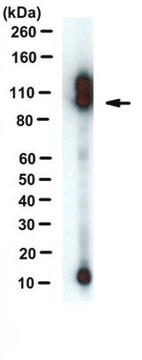 Anti-APP-C99-Antikörper, Klon mC99(70&#8211;80) ascites fluid, clone mC99(70-80), from mouse