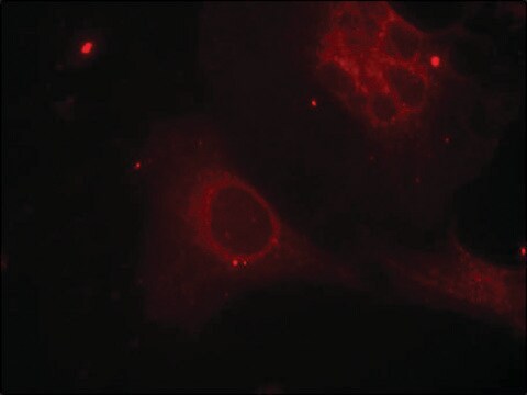 Anti-phospho-SHC1 (pTyr349) antibody produced in rabbit affinity isolated antibody