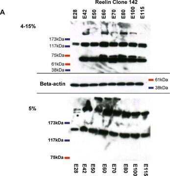 Anticorps anti-reeline (mreeline, a.a.&nbsp;164-189), clone&nbsp;142 clone 142, Chemicon&#174;, from mouse