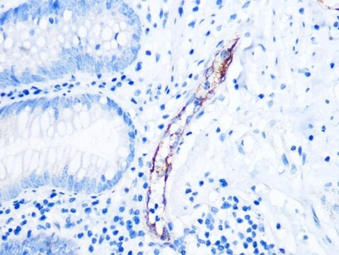 Anti-CD62P/P-selectin antibody produced in rabbit