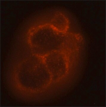 Monoklonalny anty-NG2/CSPG4 clone 2164B6, purified from hybridoma cell culture