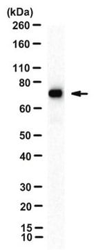 Anticorps anti-MxA, clone&nbsp;M143 (CL143) clone CL143, from mouse