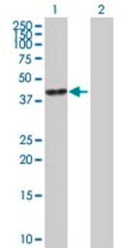 Anti-CA6 antibody produced in mouse purified immunoglobulin, buffered aqueous solution