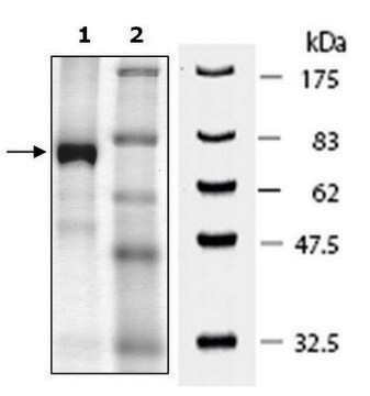 JMJD6 human recombinant, expressed in baculovirus infected Sf9 cells, &#8805;80% (SDS-PAGE)