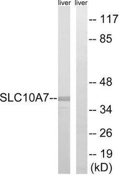 Anti-SLC10A7 antibody produced in rabbit affinity isolated antibody