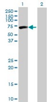 Anti-CPNE3 antibody produced in mouse IgG fraction of antiserum, buffered aqueous solution