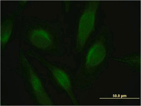 Monoclonal Anti-PTEN antibody produced in mouse clone 3E7, purified immunoglobulin, buffered aqueous solution