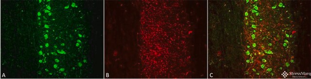 Monoclonal Anti-Mmp9 - Apc antibody produced in mouse clone S51-82, purified immunoglobulin