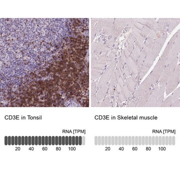 Monoclonal Anti-CD3E antibody produced in mouse Prestige Antibodies&#174; Powered by Atlas Antibodies, clone CL1466, purified immunoglobulin, buffered aqueous glycerol solution