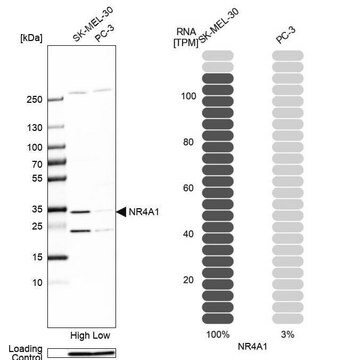 抗NR4A1抗体 ウサギ宿主抗体 Prestige Antibodies&#174; Powered by Atlas Antibodies, affinity isolated antibody