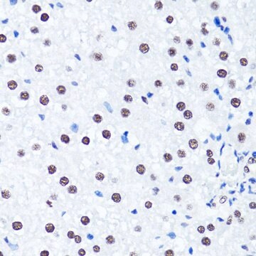 Anti-Symmetric DiMethyl-Histone H3-R2 antibody produced in rabbit