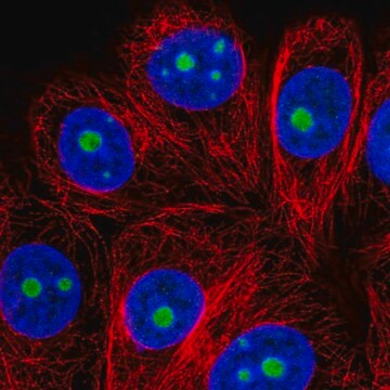 Anti-SNRNP35 antibody produced in rabbit Prestige Antibodies&#174; Powered by Atlas Antibodies, affinity isolated antibody