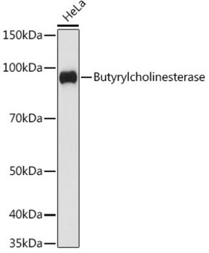 Anti-Butyrylcholinesterase Antibody, clone 4N2N9, Rabbit Monoclonal