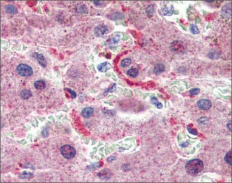 抗GPSM2抗体 ウサギ宿主抗体 affinity isolated antibody