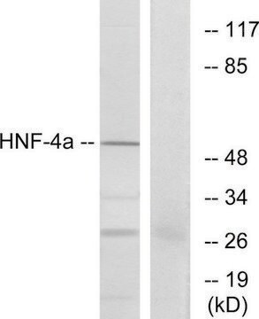 Anti-HNF4 antibody produced in rabbit affinity isolated antibody