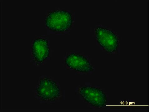 Anti-AIM2 antibody produced in mouse purified immunoglobulin, buffered aqueous solution