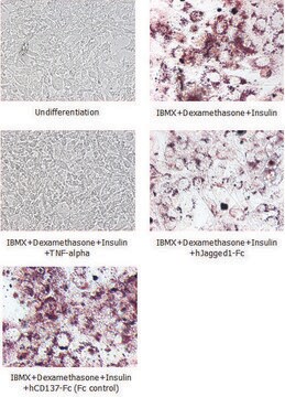 Jagged-1（人）：FC（人） recombinant, expressed in HEK 293 cells, &gt;90% (SDS-PAGE)