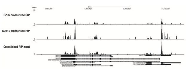 EZ-Magna NuCLEAR&#8482; RIP (vernetzt) Zellkern-RNA-Bindungsprotein-Immunpräzipitationskit EZ-Magna Nuclear RIP (Cross-Linked) RNA-Binding Protein Immunoprecipitation Kit is designed for the analysis of chromatin associated RNA such lncRNAs, enhancer RNAs and miRNAs.