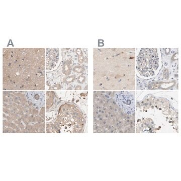 Anti-DCAF7 antibody produced in rabbit Prestige Antibodies&#174; Powered by Atlas Antibodies, affinity isolated antibody, buffered aqueous glycerol solution, Ab1