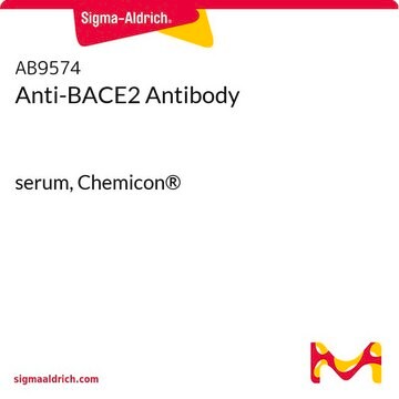 Anti-BACE2 Antibody serum, Chemicon&#174;