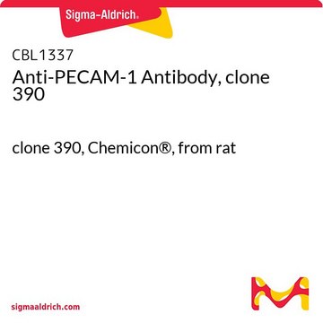 Anti-PECAM-1 Antibody, clone 390 clone 390, Chemicon&#174;, from rat