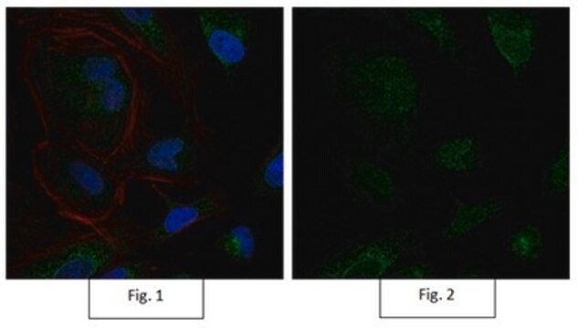 Anti-Sox9 Antibody, Alexa Fluor&#8482; 488 conjugate from rabbit, ALEXA FLUOR&#8482; 488