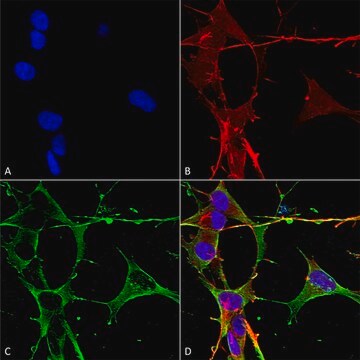 Monoclonal Anti-beta 4 Spectrin-Horseradish Peroxidase antibody produced in mouse clone S393-2, affinity isolated antibody, buffered aqueous solution