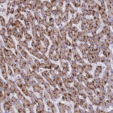 Anti-MS4A13 antibody produced in rabbit Prestige Antibodies&#174; Powered by Atlas Antibodies, affinity isolated antibody, buffered aqueous glycerol solution