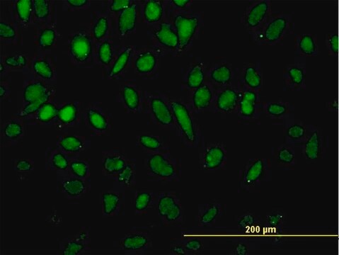 Monoclonal Anti-NFX1 antibody produced in mouse clone 1D12, purified immunoglobulin, buffered aqueous solution