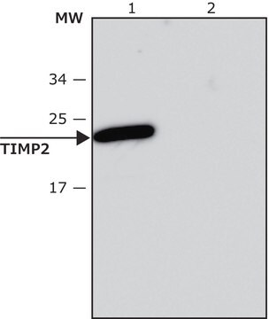 Przeciwciało anty-TIMP2, mysie monoklonalne clone TM8, purified from hybridoma cell culture